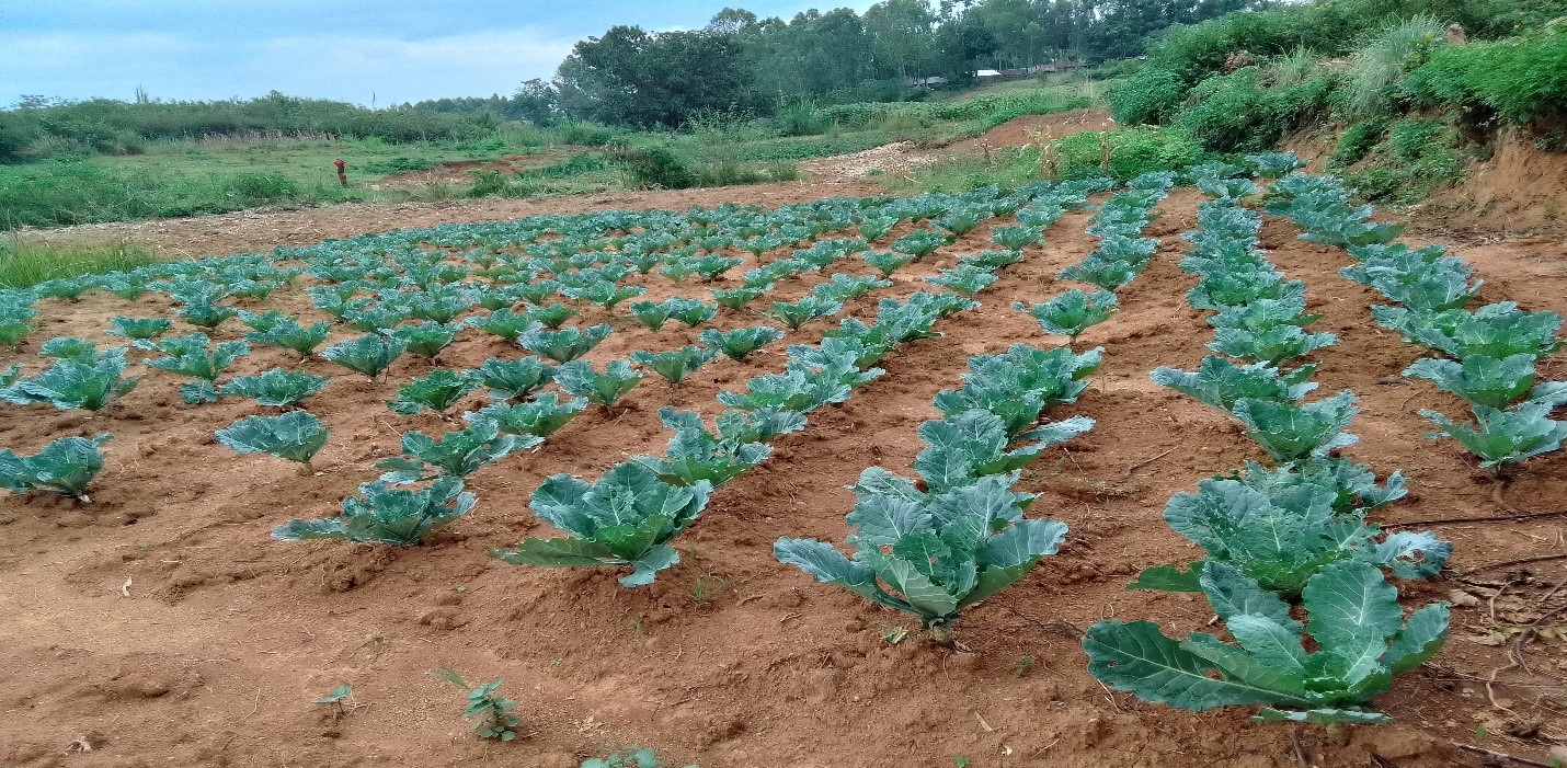 Planting of local vegetables food security, household income and nutritional value under sustainable livelihood.